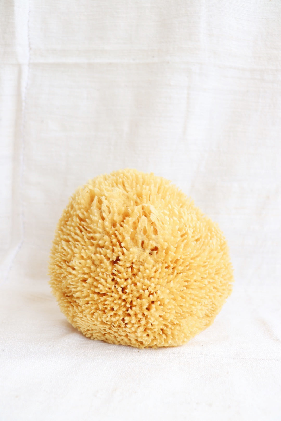 Sea Sponge