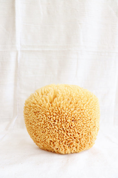 Sea Sponge